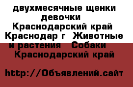 двухмесячные щенки девочки - Краснодарский край, Краснодар г. Животные и растения » Собаки   . Краснодарский край